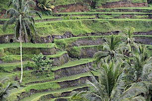 riisiviljelmiä-bali-indonesia-tui