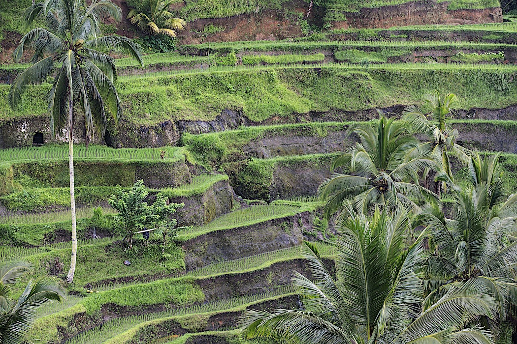 riisiviljelmiä-bali-indonesia-tui